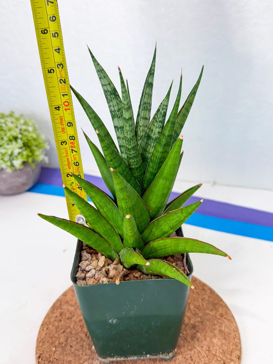 Sansevieria Rock Man (xl2) (8) | Rare Hybrids