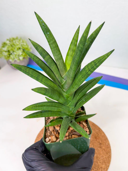 Sansevieria Virdi lisciu (xl3) (2) | Rare Hybrids