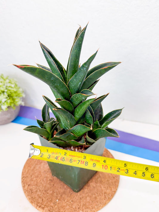 Sansevieria Nilakan (xl3) (3) | Rare Hybrids