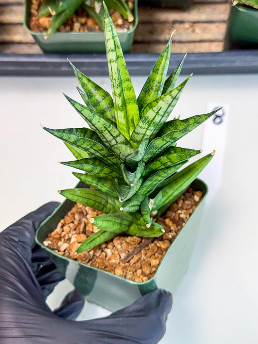 Mystery Plant (xl3) (8) | Discounted