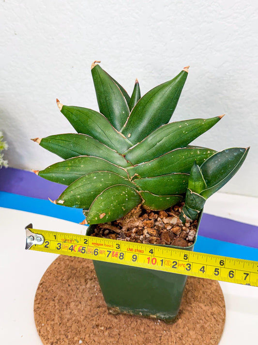 Sansevieria Bilbao (xl3) (9) | DMG -For Propagation