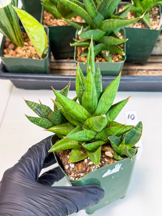 Sansevieria Snow Lotus (xl3) (10) | Imported Plant