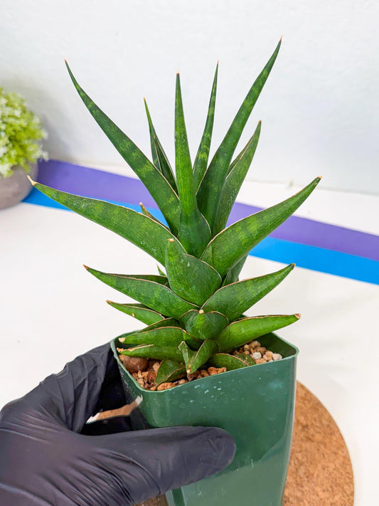 Sansevieria Prabu (xl3) (17) | Rare Snake Plant