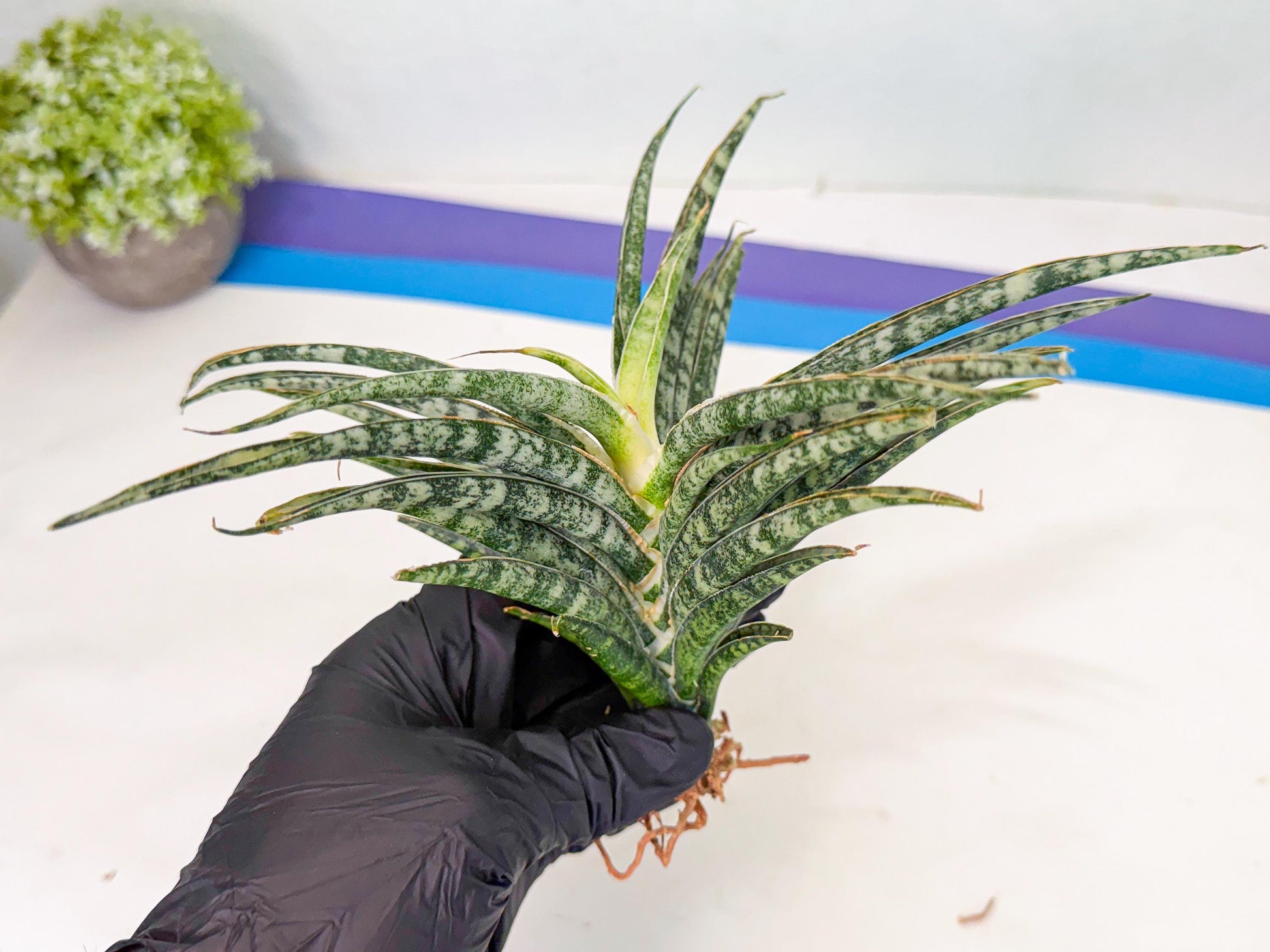 Sansevieria Skinary (1) | Rare Hybrids