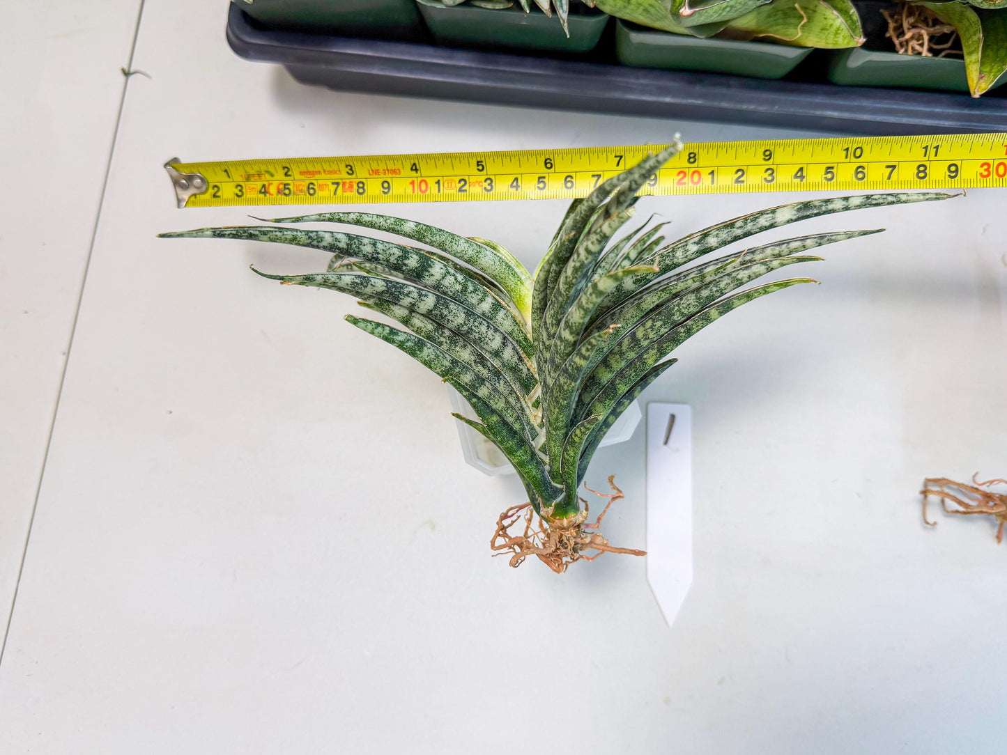 Sansevieria Skinary (1) | Rare Hybrids