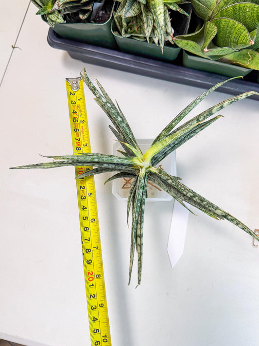 Sansevieria Skinary (1) | Rare Hybrids