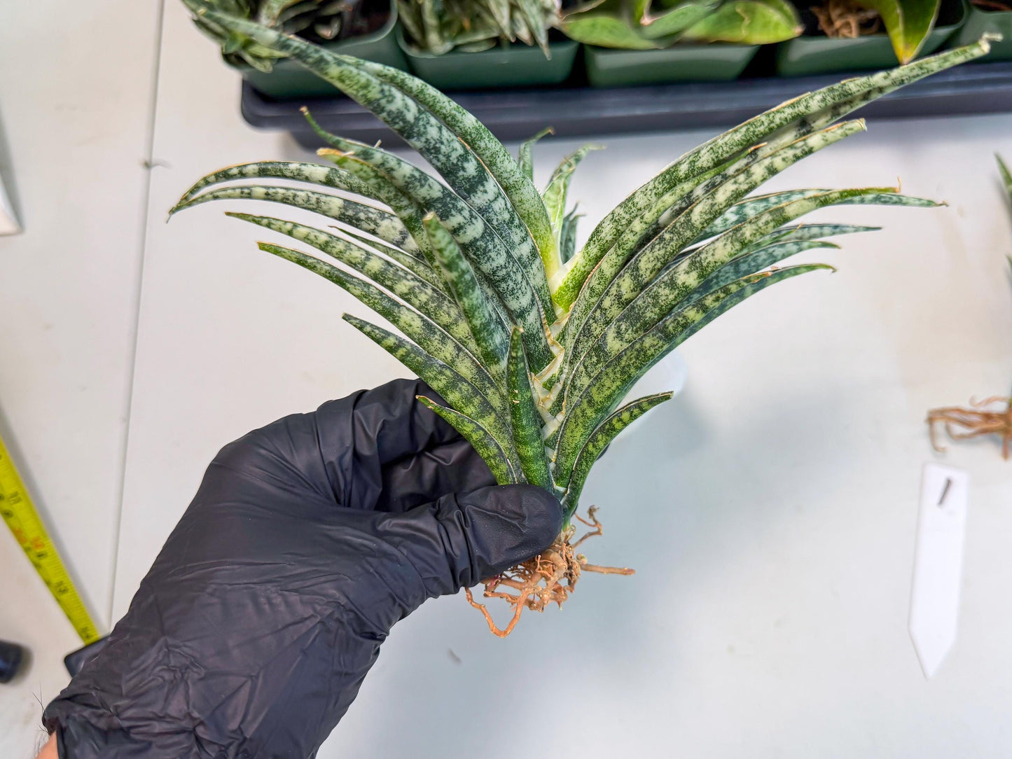 Sansevieria Skinary (1) | Rare Hybrids