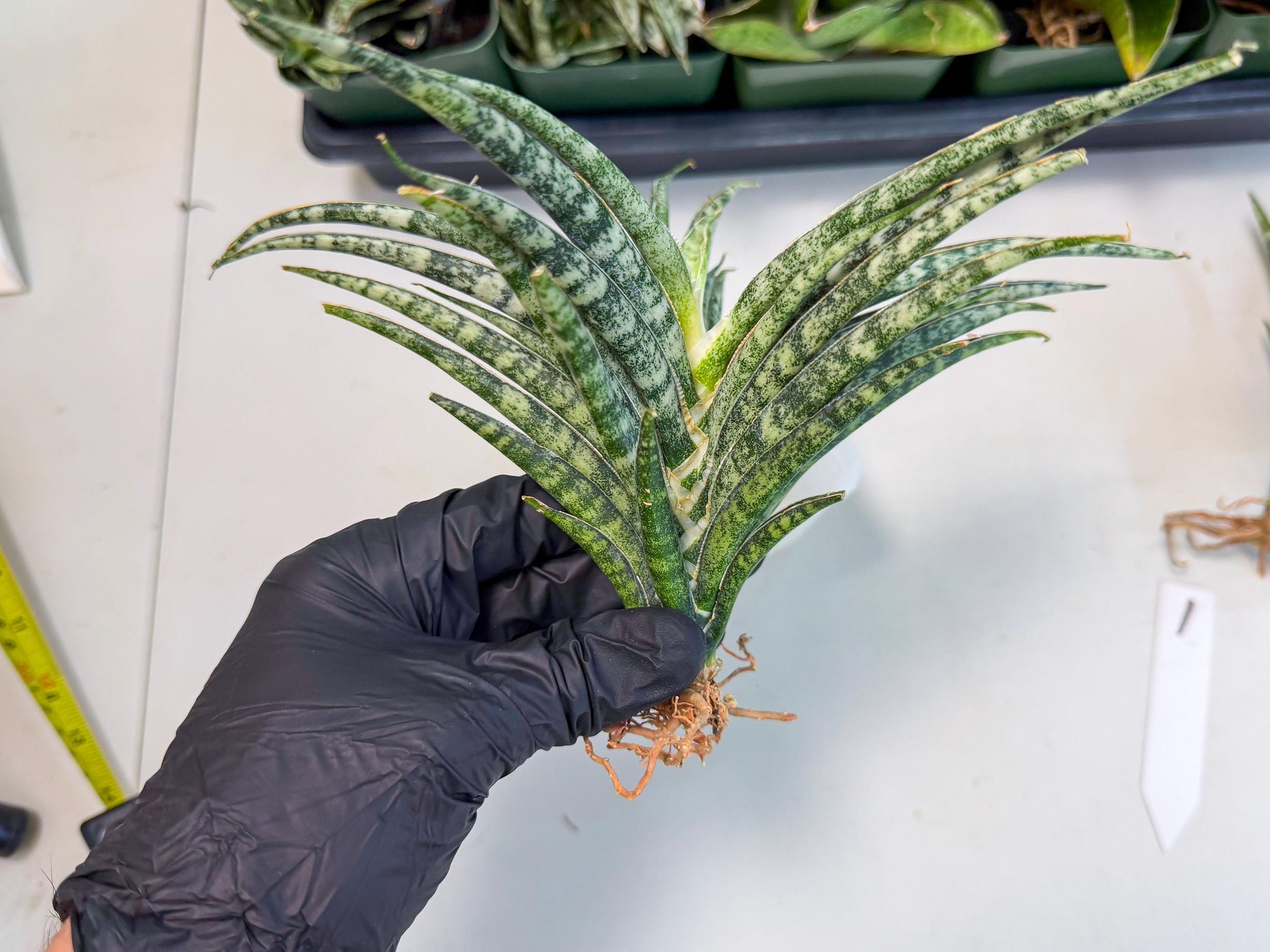 Sansevieria Skinary (1) | Rare Hybrids