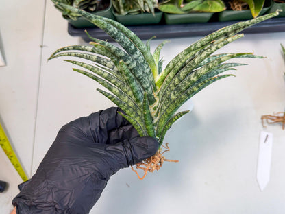 Sansevieria Skinary (1) | Rare Hybrids
