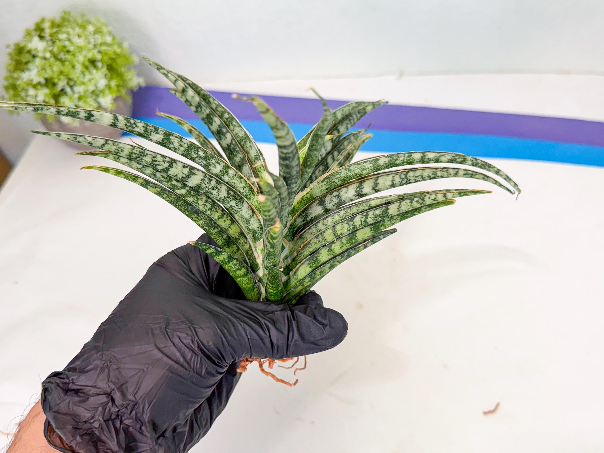 Sansevieria Skinary (1) | Rare Hybrids