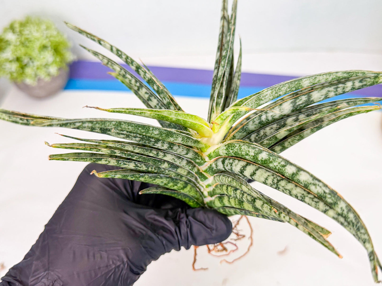 Sansevieria Skinary (1) | Rare Hybrids
