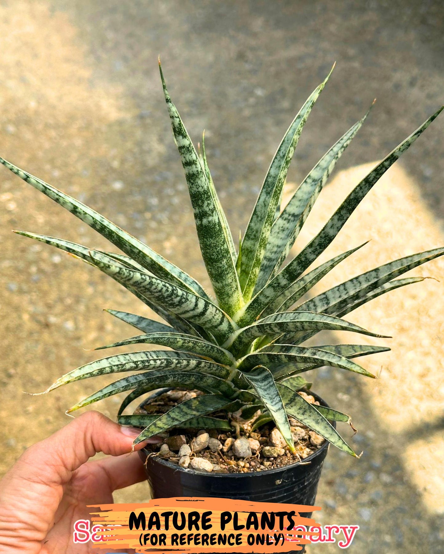 Sansevieria Skinary (2) | Rare Hybrids