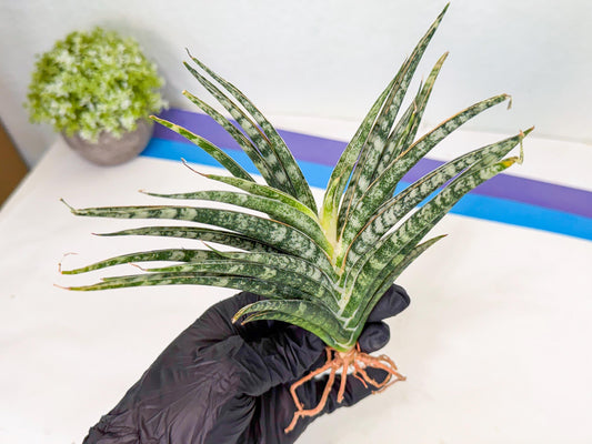 Sansevieria Skinary (2) | Rare Hybrids