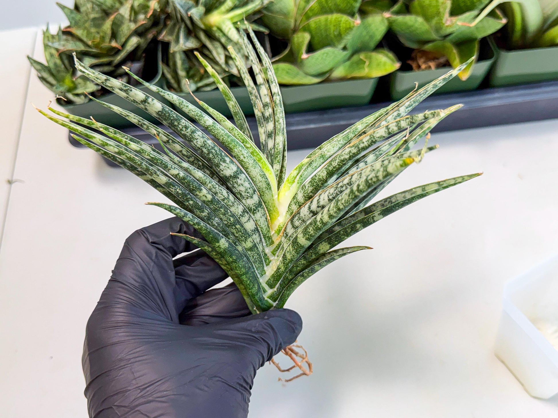 Sansevieria Skinary (2) | Rare Hybrids