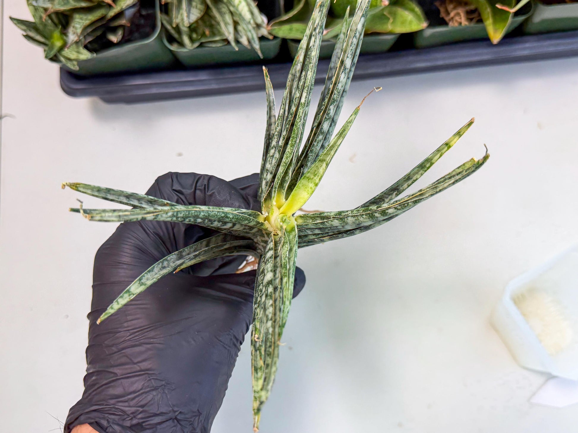 Sansevieria Skinary (2) | Rare Hybrids