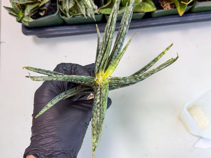 Sansevieria Skinary (2) | Rare Hybrids