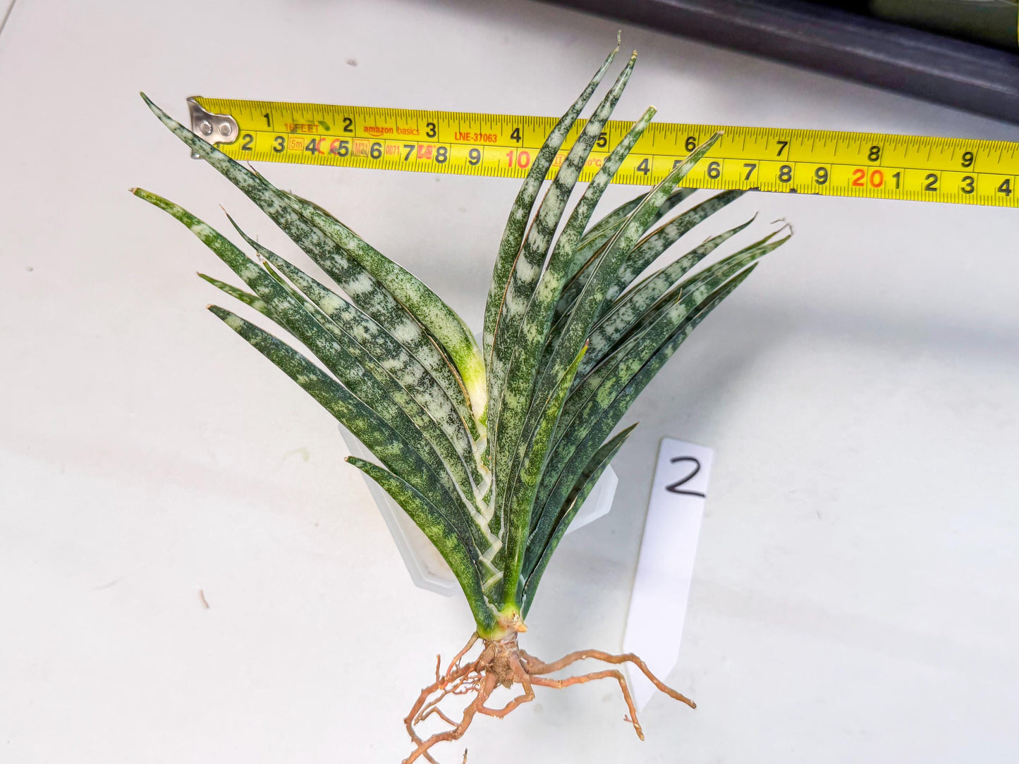 Sansevieria Skinary (2) | Rare Hybrids
