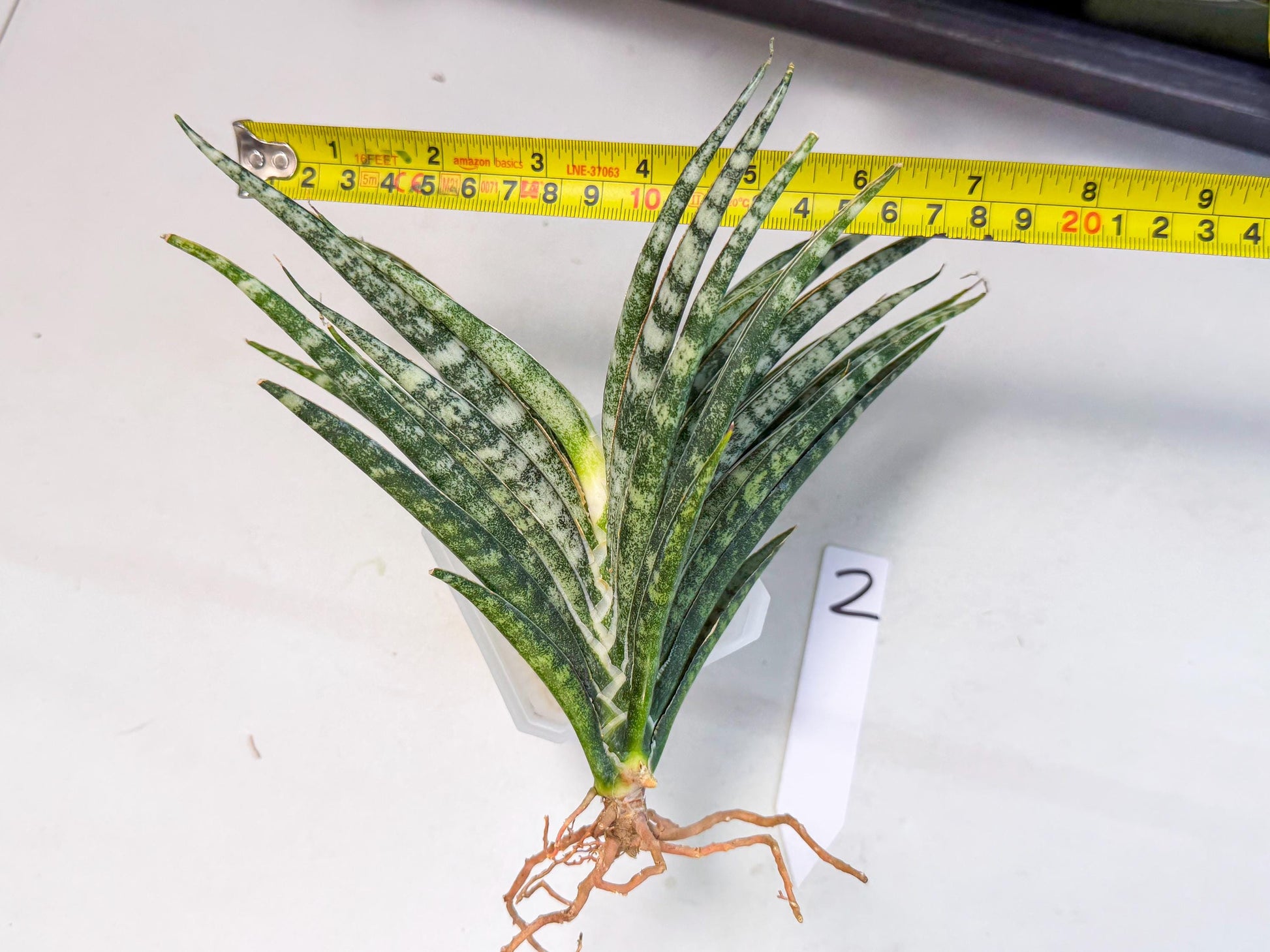 Sansevieria Skinary (2) | Rare Hybrids