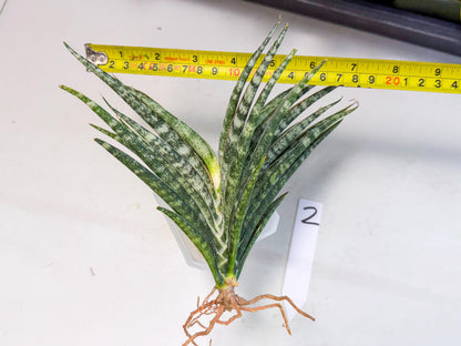 Sansevieria Skinary (2) | Rare Hybrids