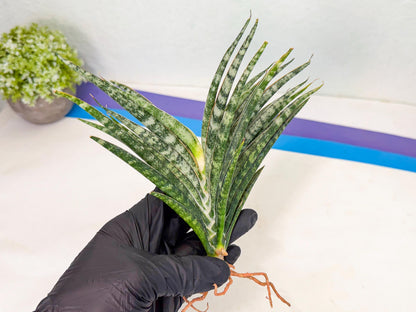 Sansevieria Skinary (2) | Rare Hybrids