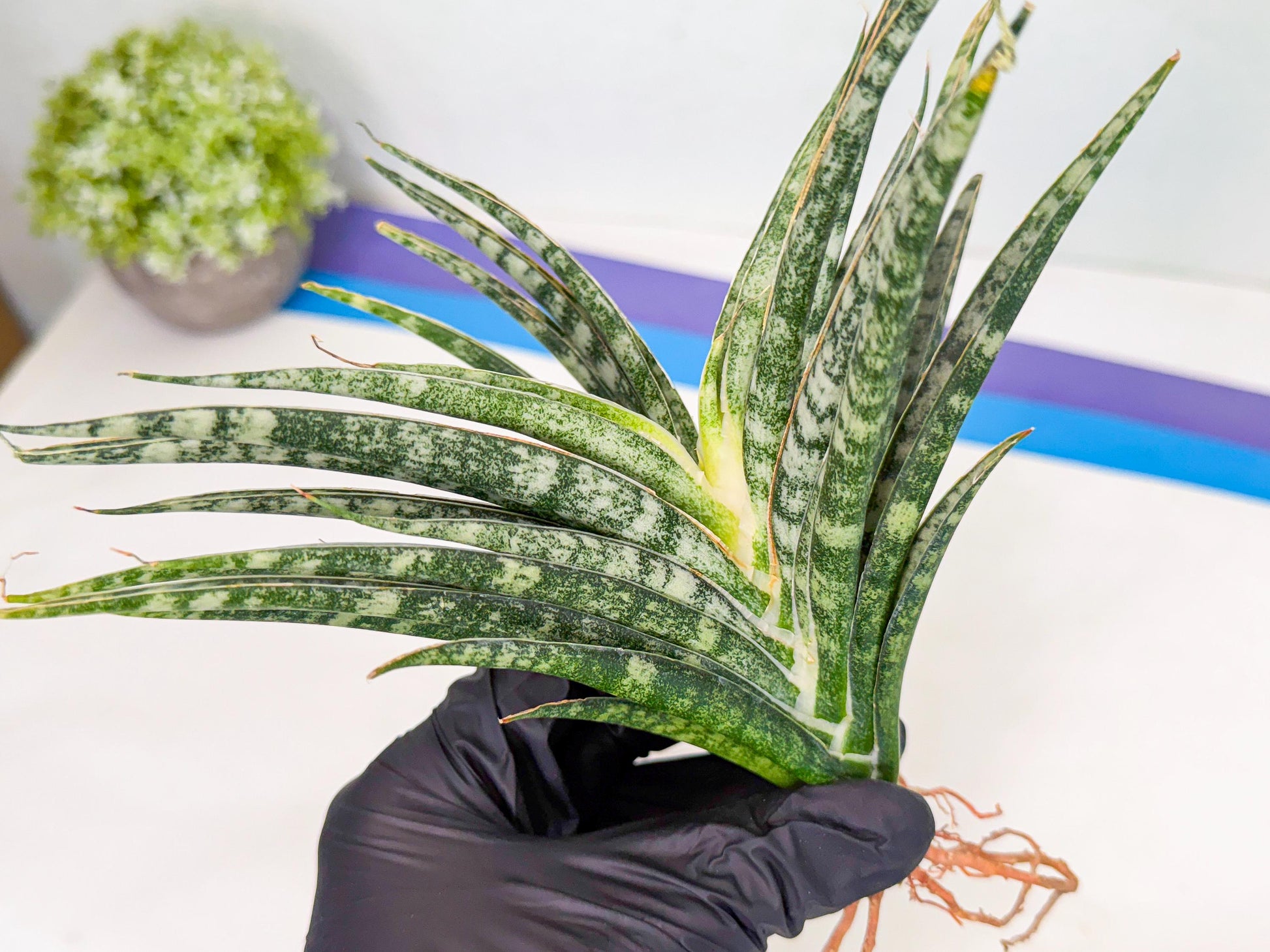 Sansevieria Skinary (2) | Rare Hybrids