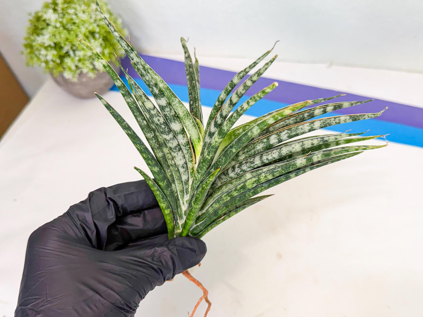 Sansevieria Skinary (2) | Rare Hybrids