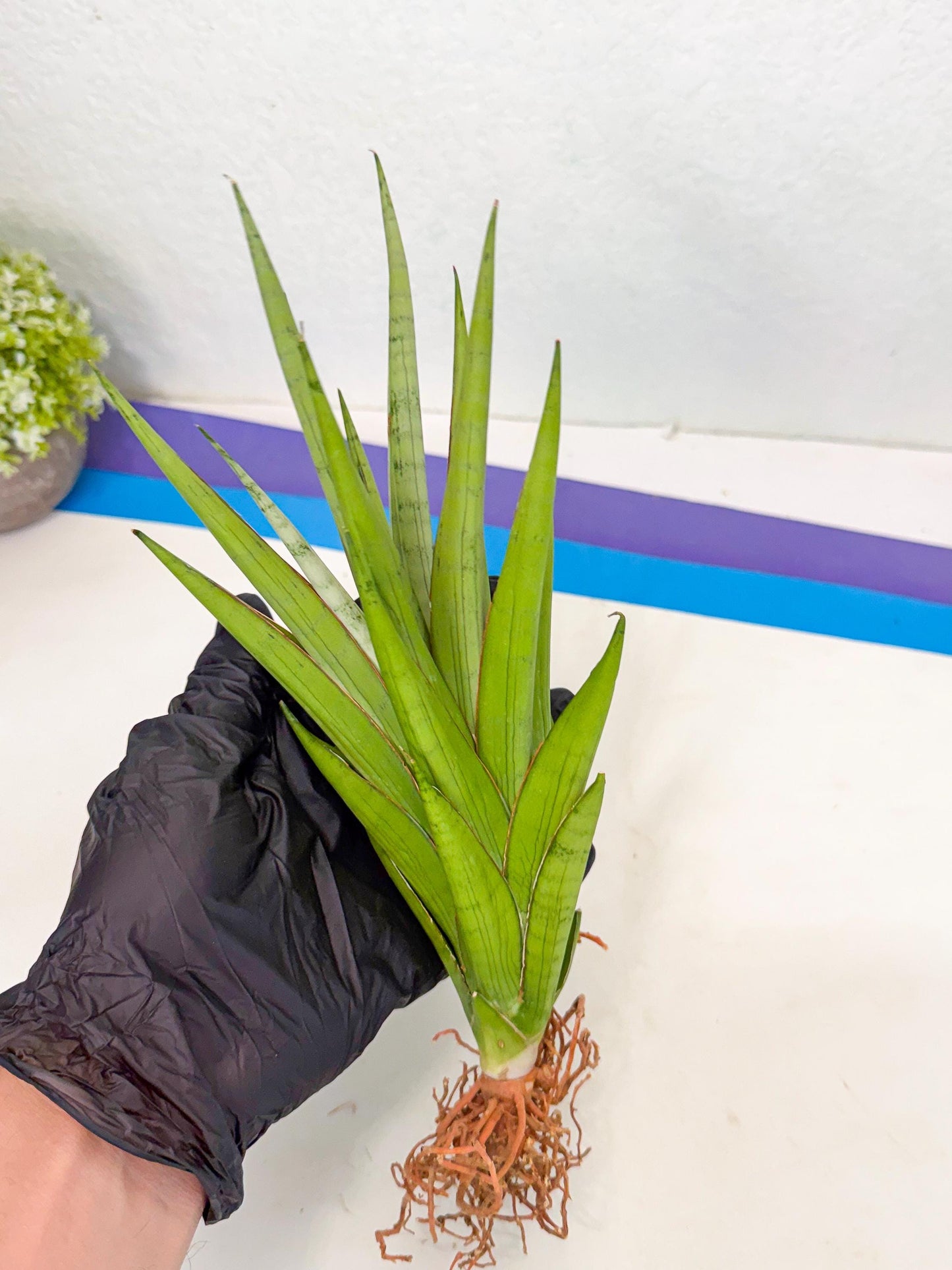 Sansevieria Silent Song (5) | Rare Imported Hybrids