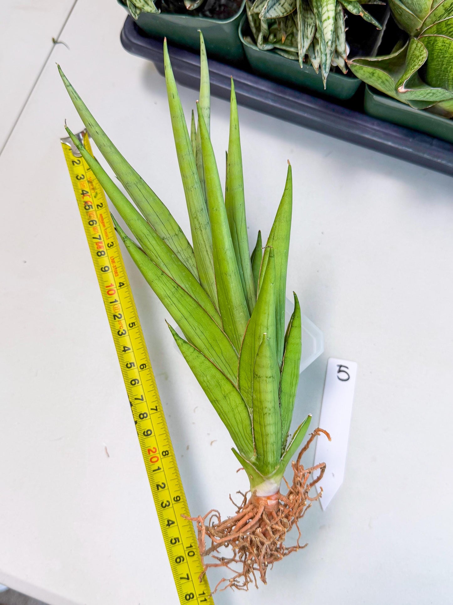Sansevieria Silent Song (5) | Rare Imported Hybrids