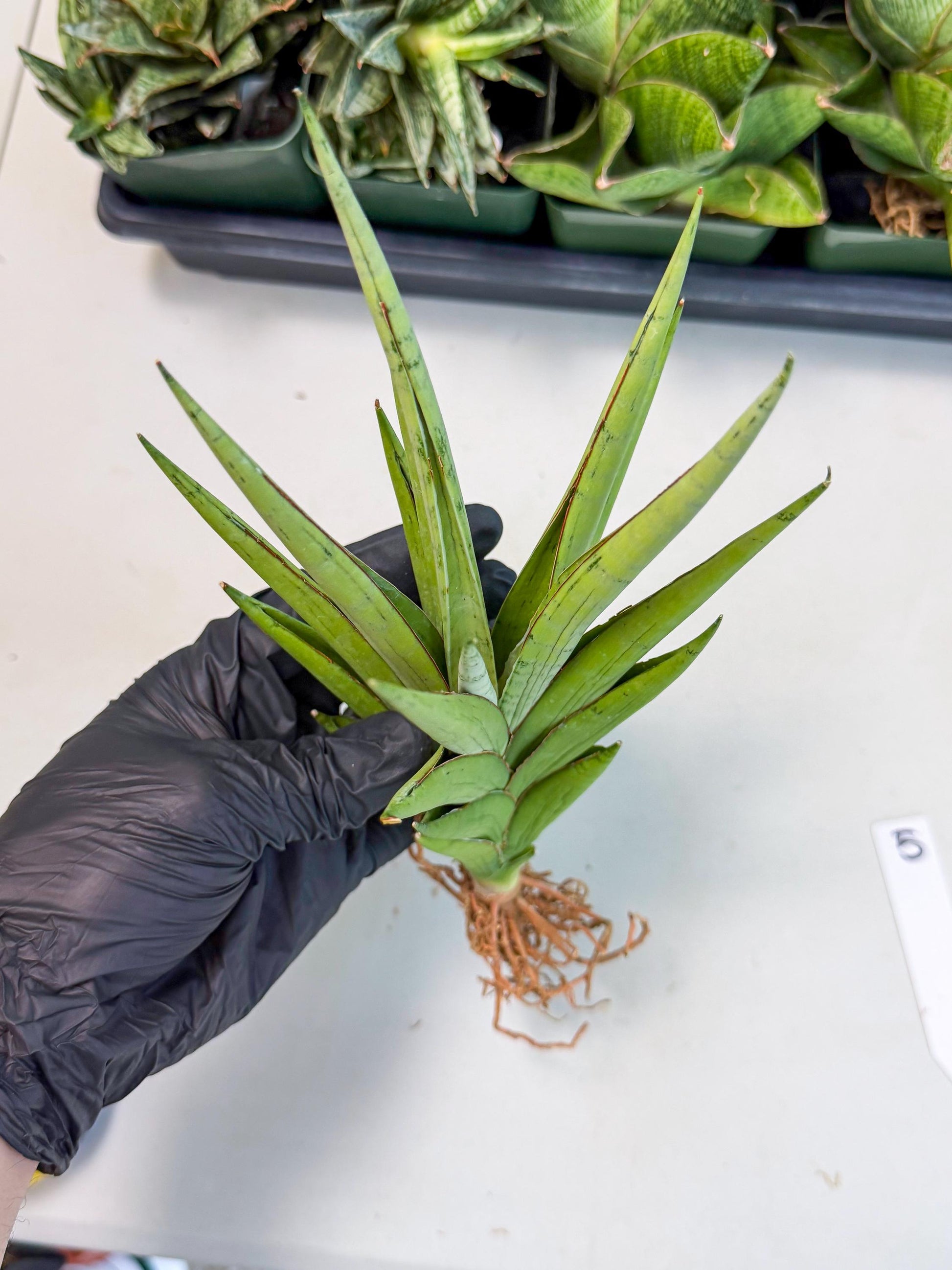 Sansevieria Silent Song (5) | Rare Imported Hybrids