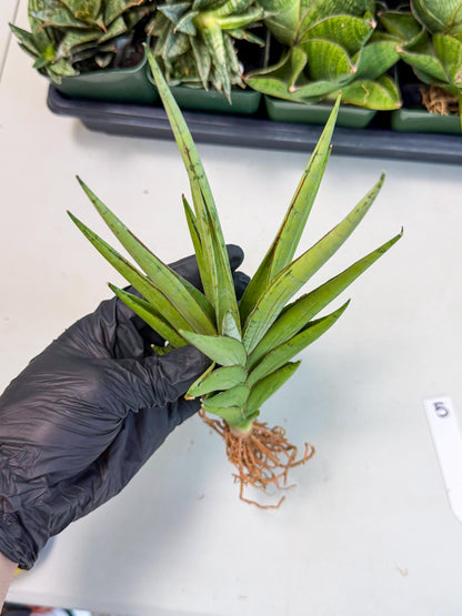 Sansevieria Silent Song (5) | Rare Imported Hybrids