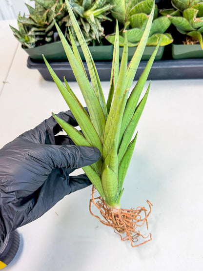 Sansevieria Silent Song (5) | Rare Imported Hybrids