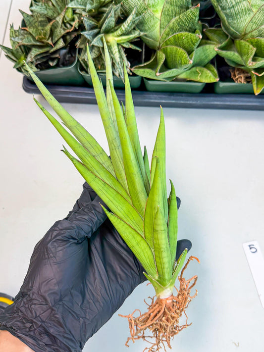 Sansevieria Silent Song (5) | Rare Imported Hybrids