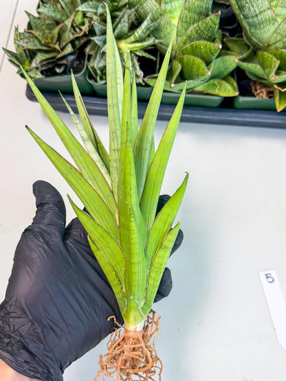 Sansevieria Silent Song (5) | Rare Imported Hybrids