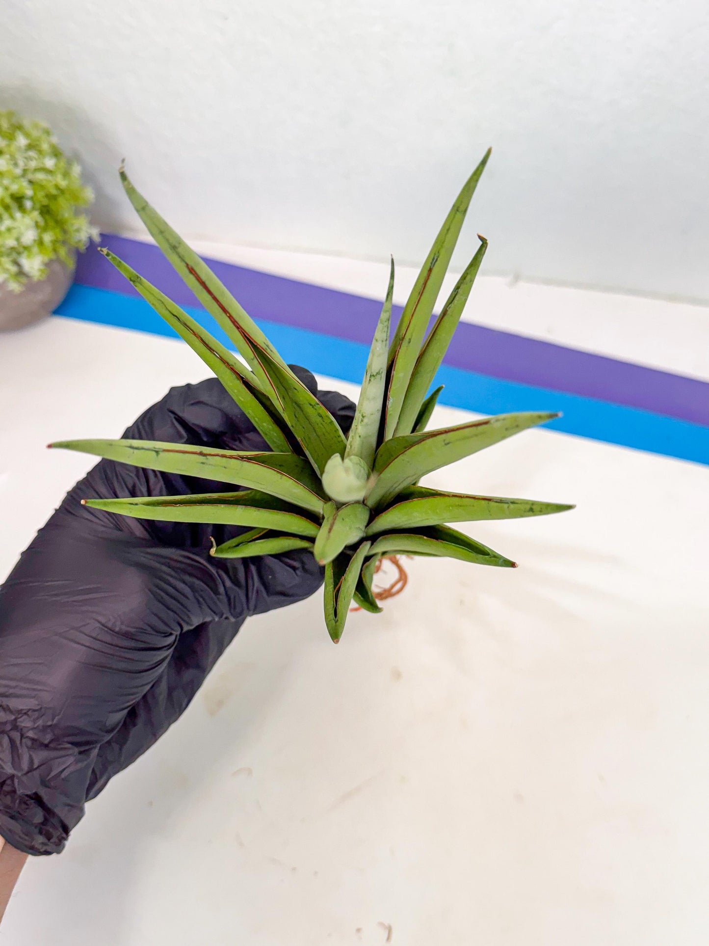 Sansevieria Silent Song (5) | Rare Imported Hybrids