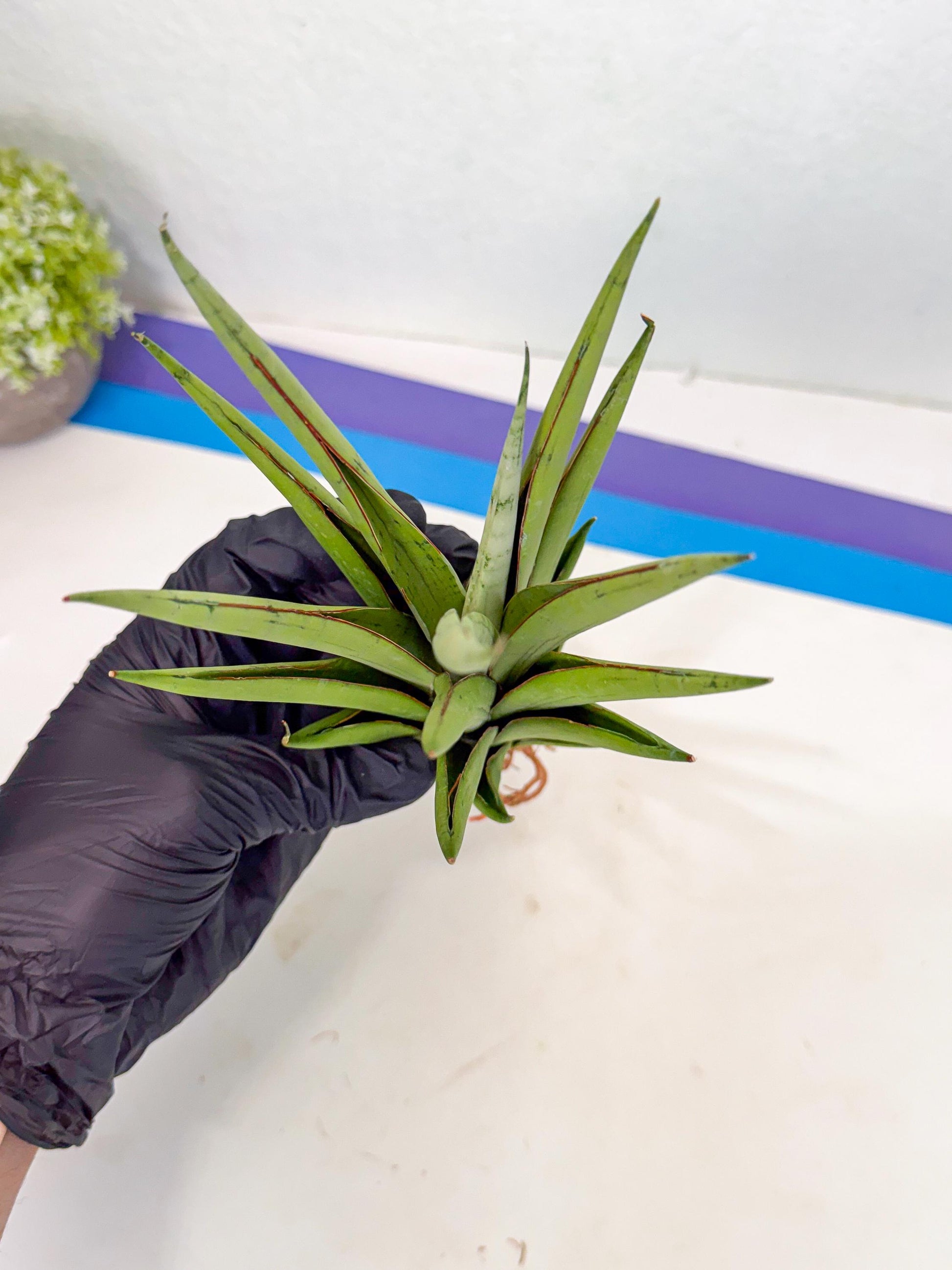 Sansevieria Silent Song (5) | Rare Imported Hybrids