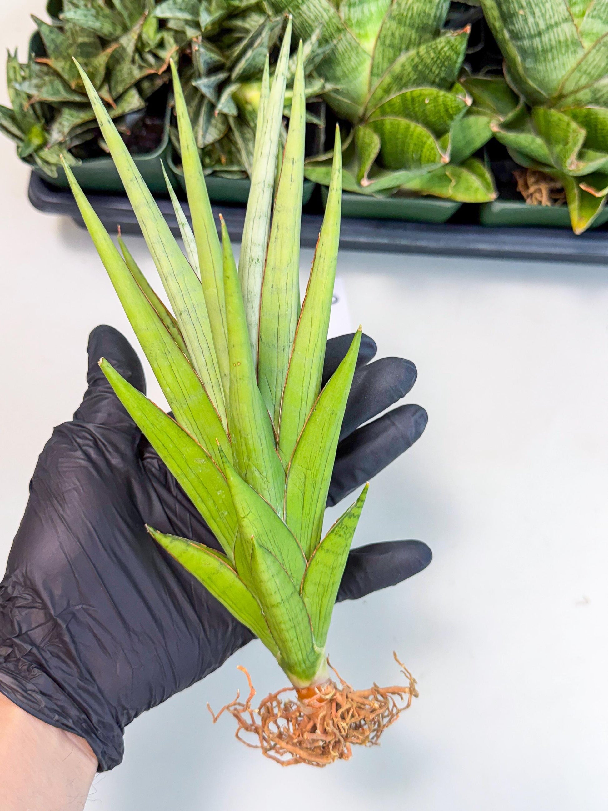 Sansevieria Silent Song (6) | Rare Imported Hybrids
