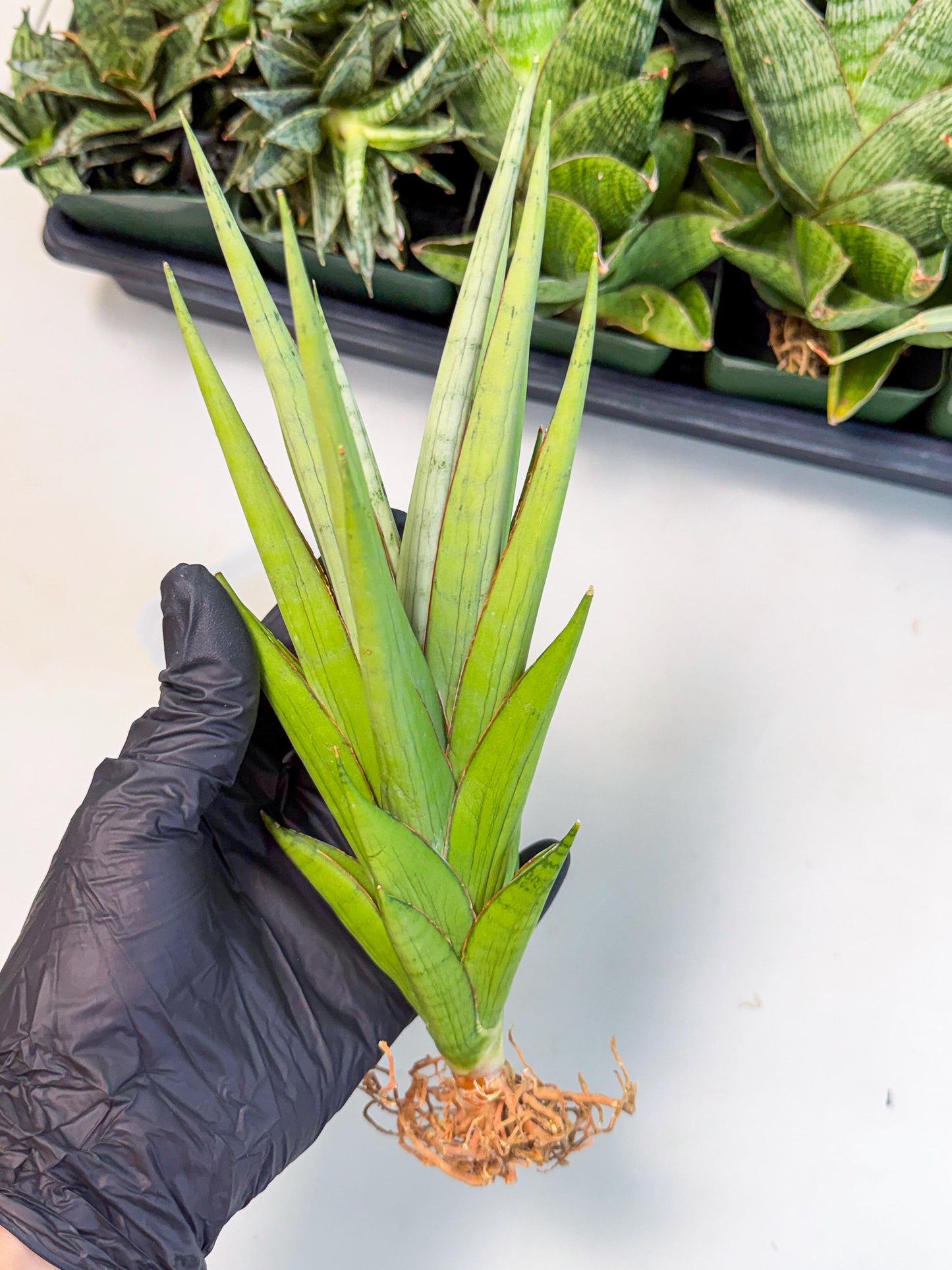 Sansevieria Silent Song (6) | Rare Imported Hybrids
