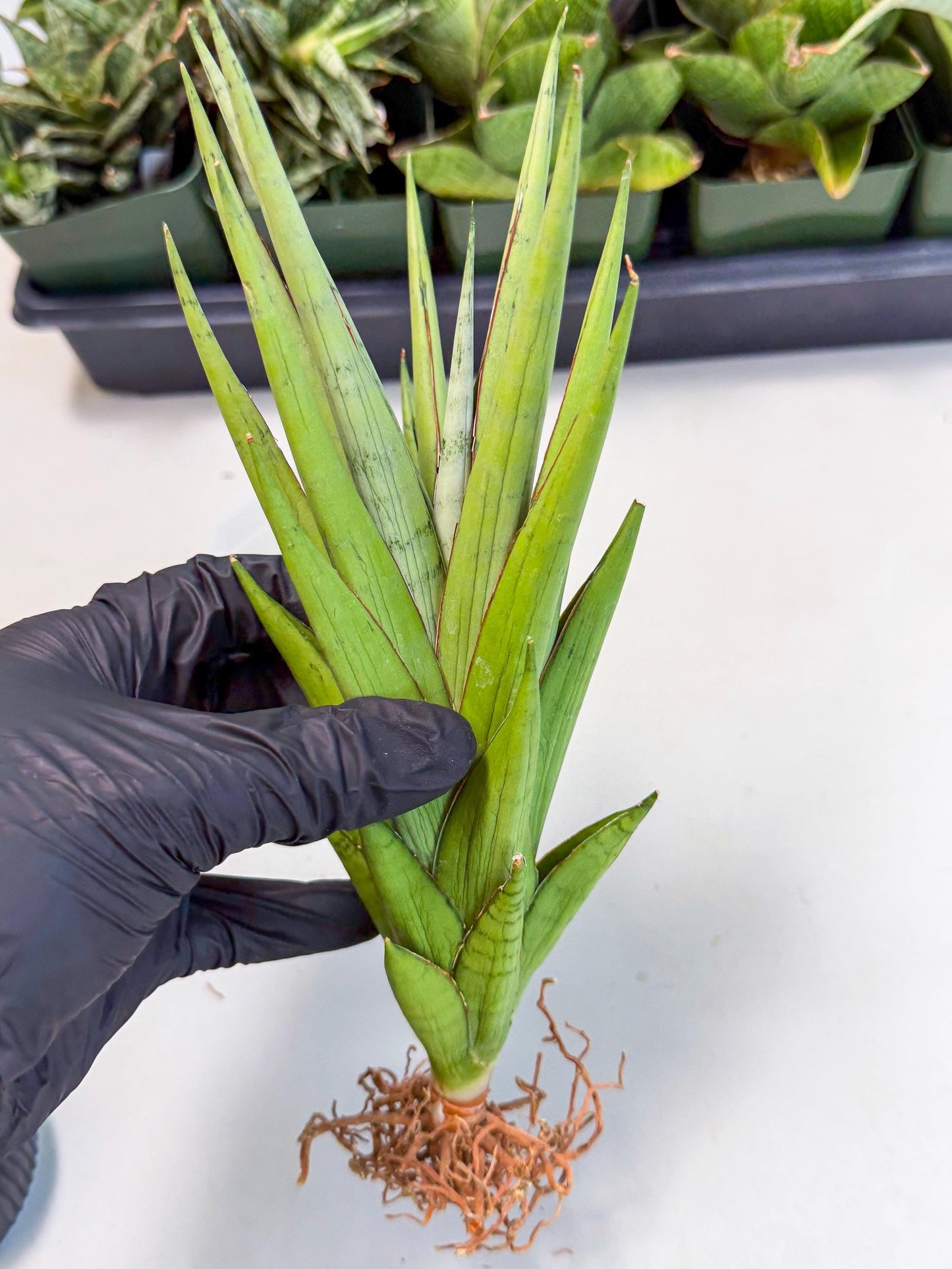 Sansevieria Silent Song (6) | Rare Imported Hybrids