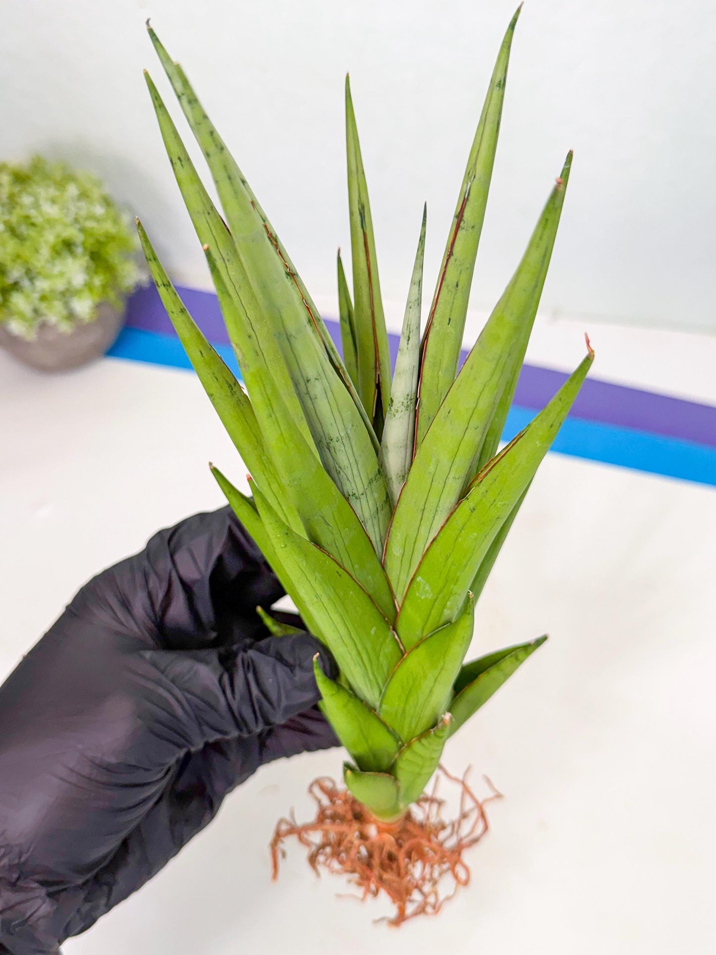Sansevieria Silent Song (6) | Rare Imported Hybrids