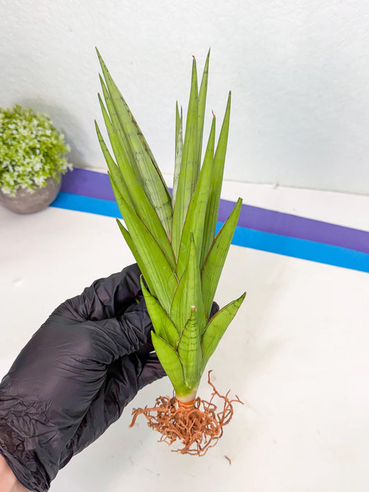 Sansevieria Silent Song (6) | Rare Imported Hybrids