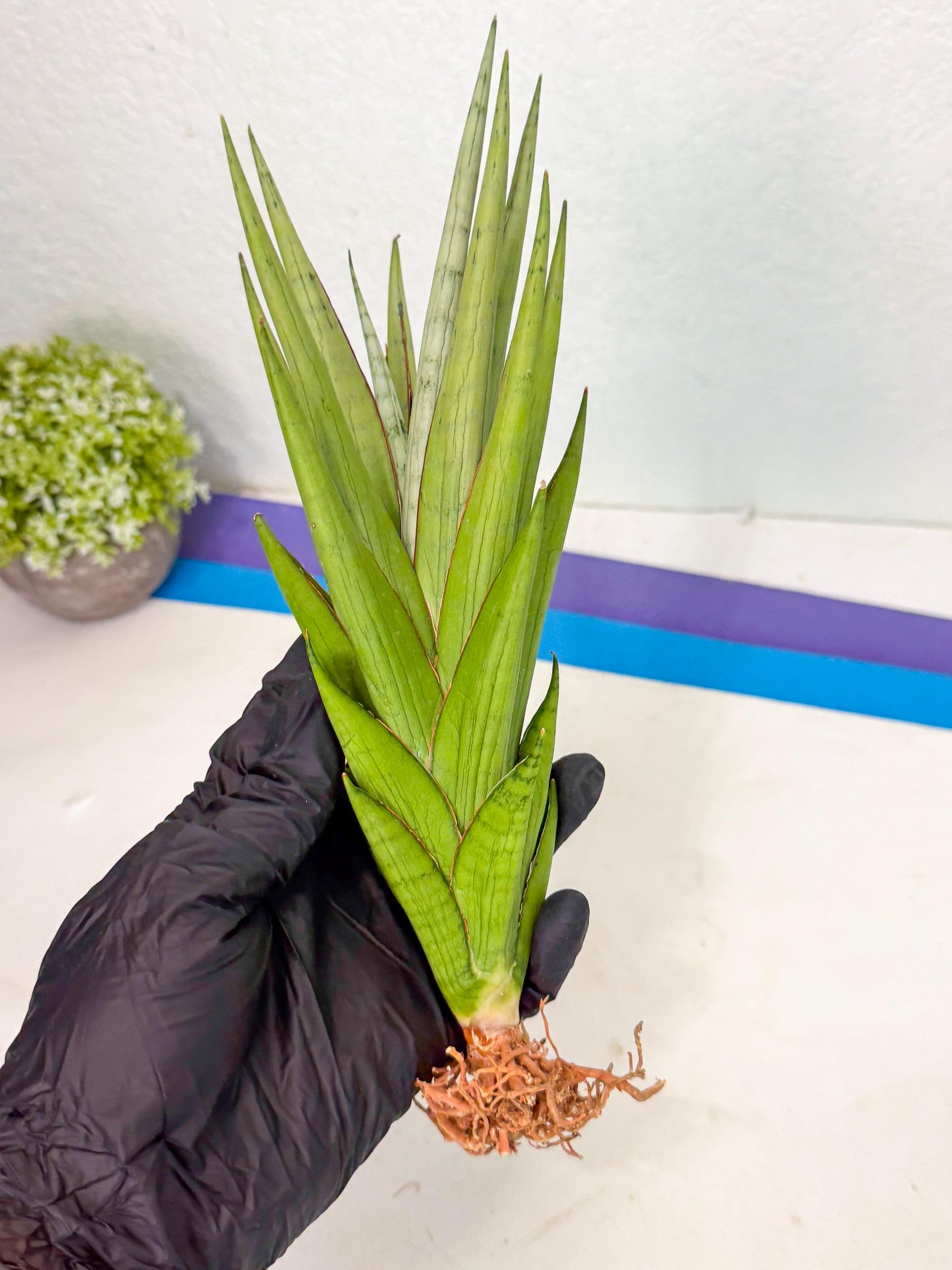 Sansevieria Silent Song (6) | Rare Imported Hybrids
