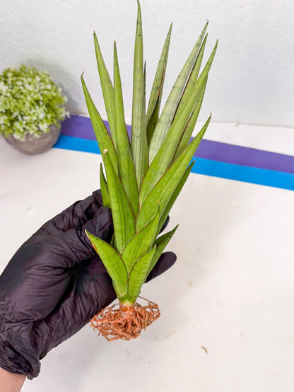 Sansevieria Silent Song (6) | Rare Imported Hybrids
