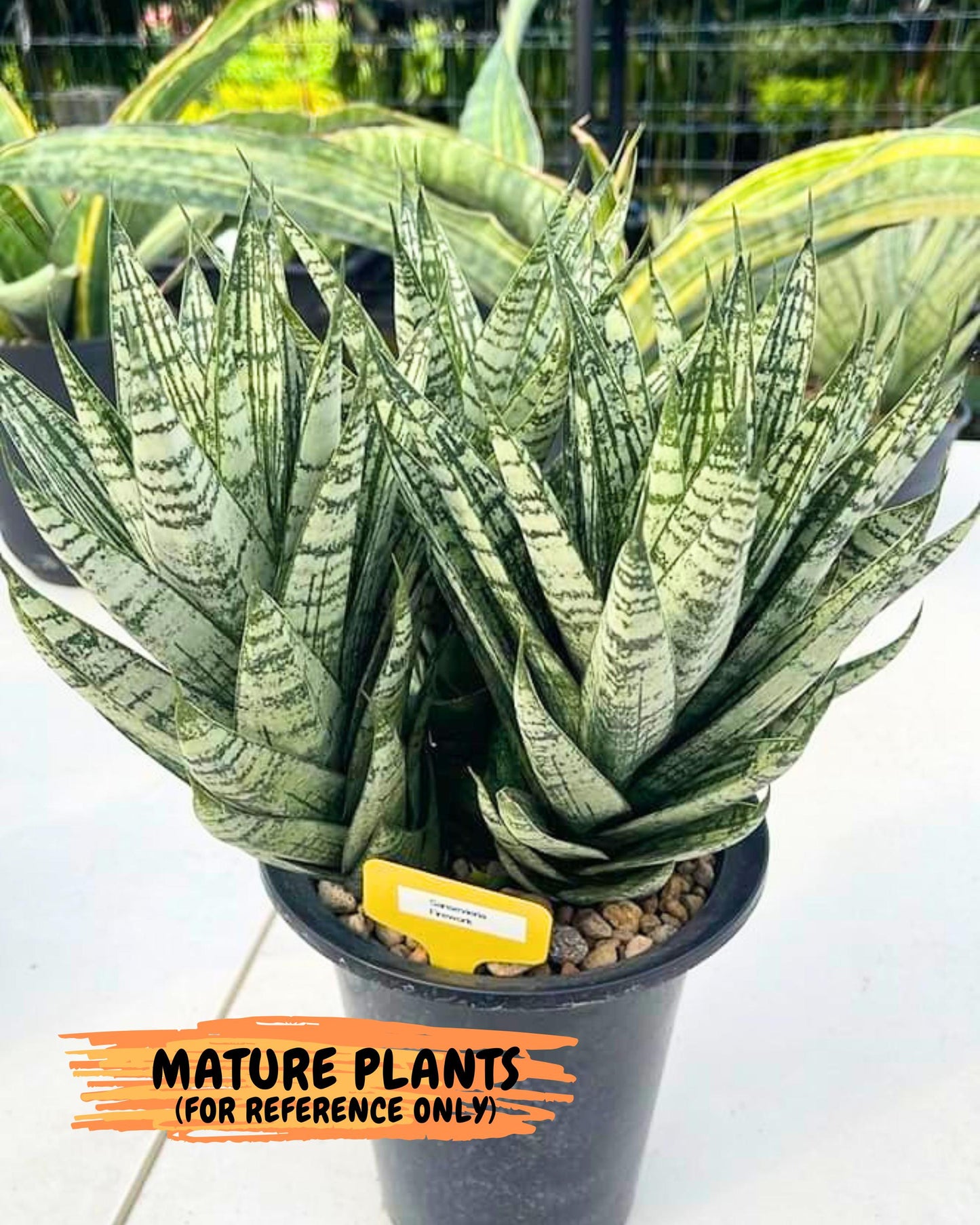 Sansevieria Firework (7) | Rare Hybrids