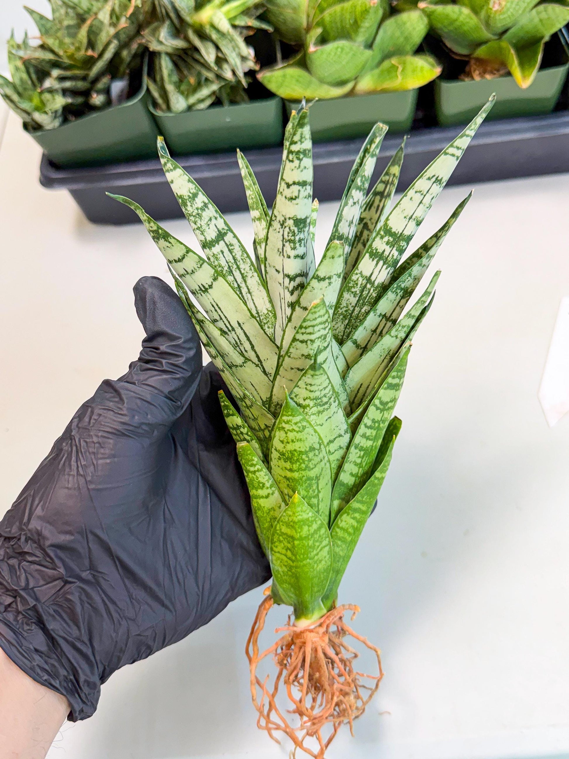 Sansevieria Firework (7) | Rare Hybrids