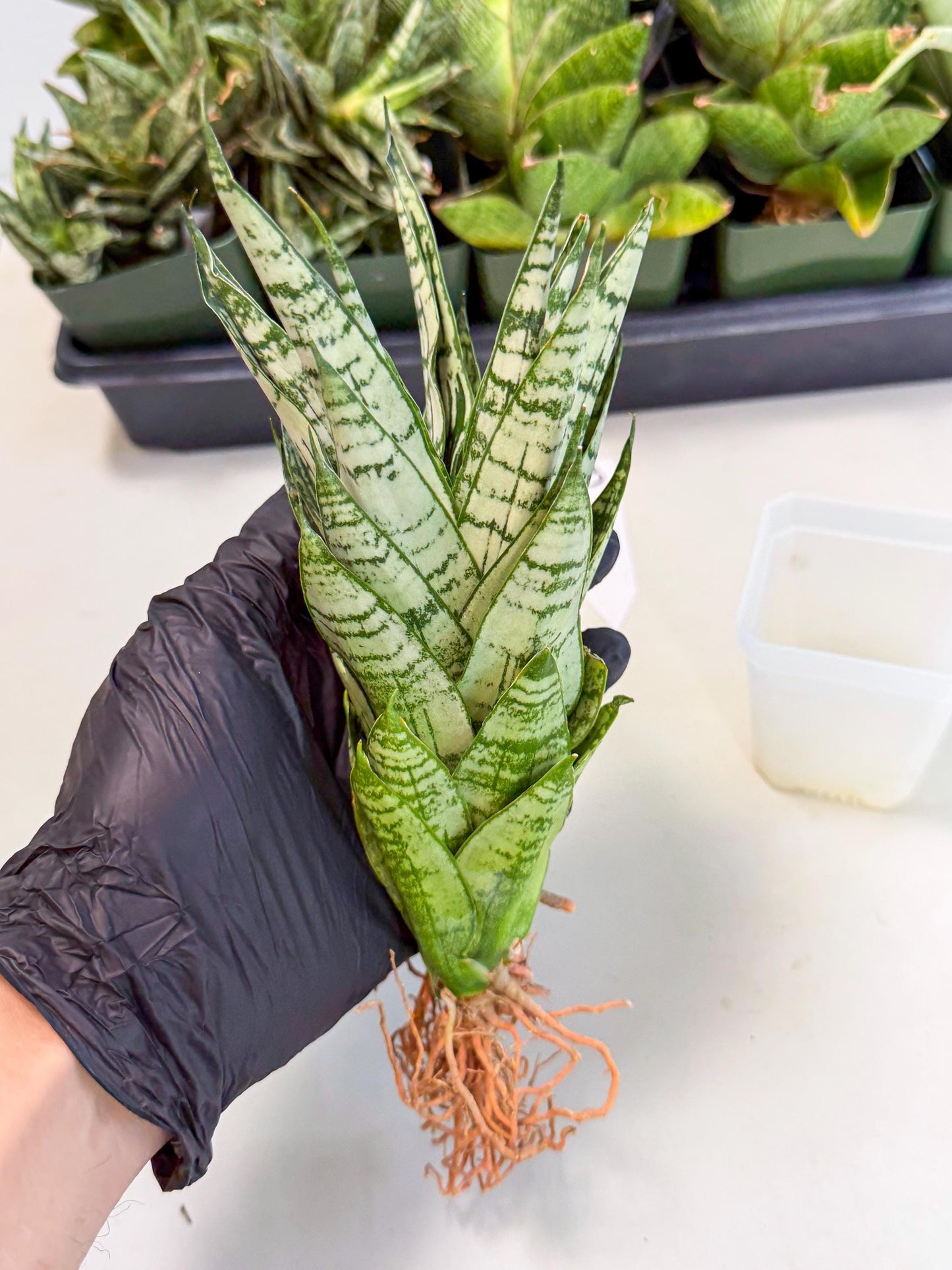 Sansevieria Firework (8) | Rare Hybrids