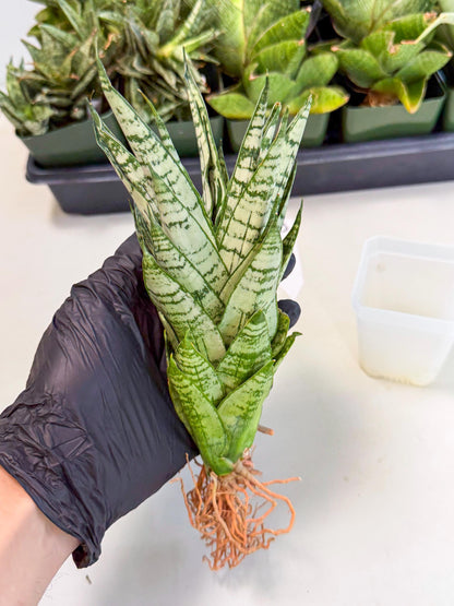 Sansevieria Firework (8) | Rare Hybrids