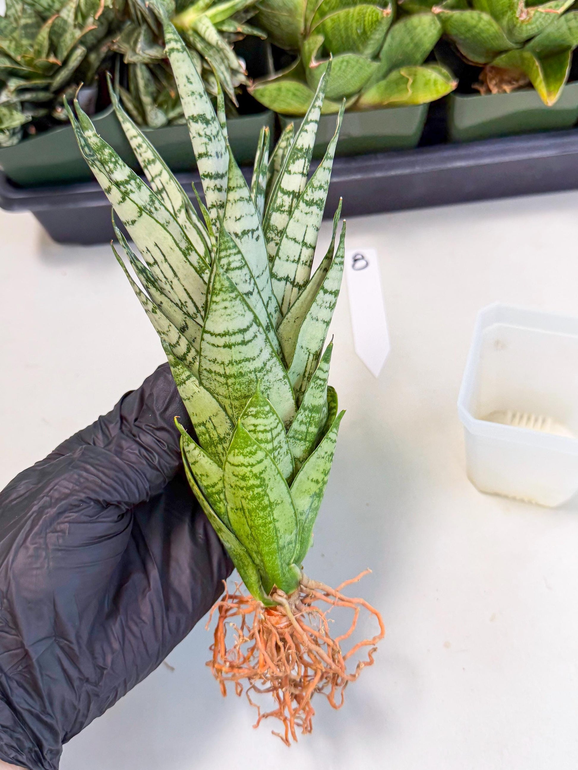 Sansevieria Firework (8) | Rare Hybrids