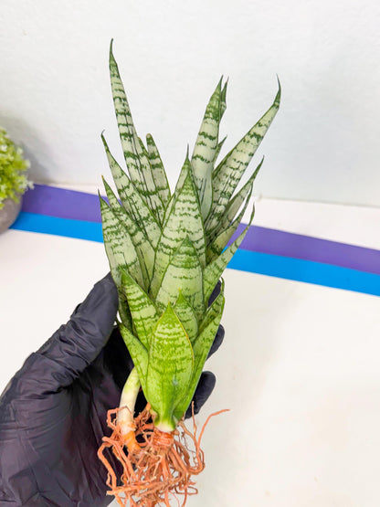 Sansevieria Firework (8) | Rare Hybrids