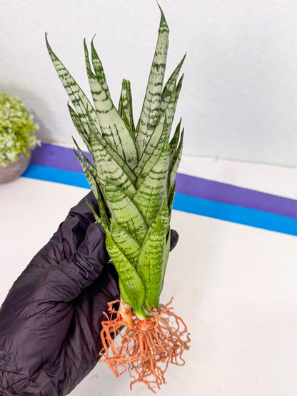 Sansevieria Firework (8) | Rare Hybrids