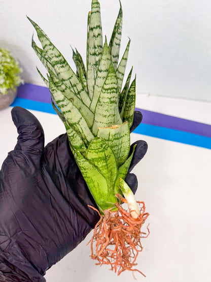 Sansevieria Firework (8) | Rare Hybrids